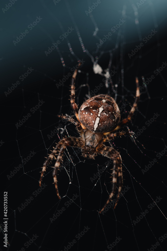 Portrait of a spider Portrait of a spider