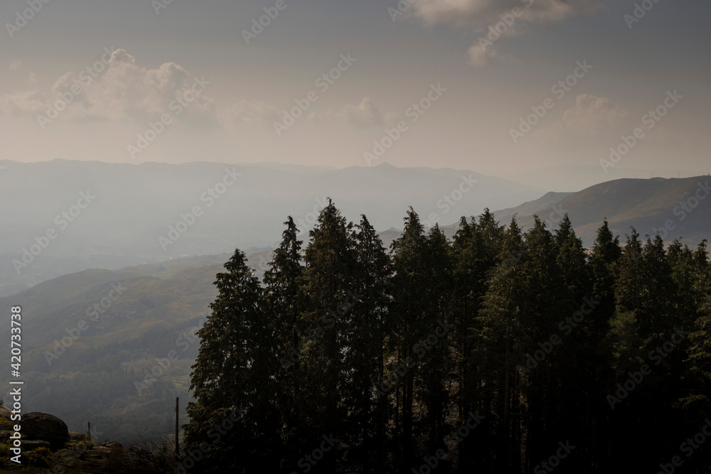 Group of pine trees stand above mountain landscape