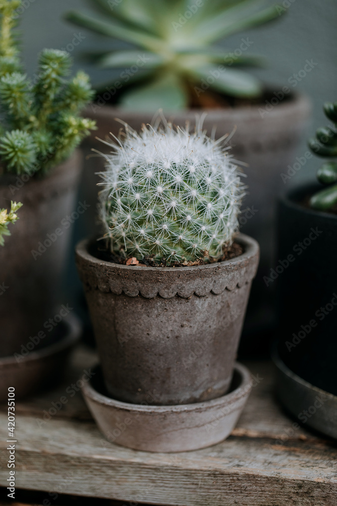 A group of succulents in grey terracotta pot A group of succulents in grey terracotta pot
