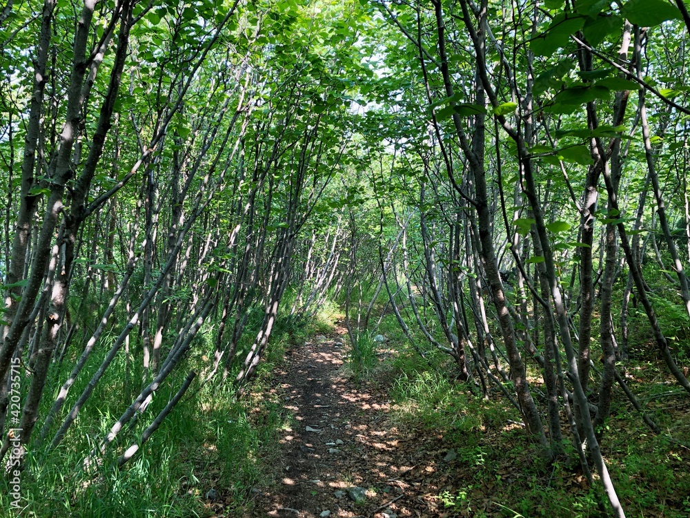 Obraz premium A path in the mountains among the trees