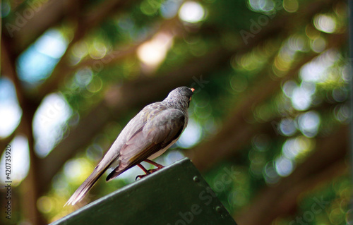 bird on a branch
