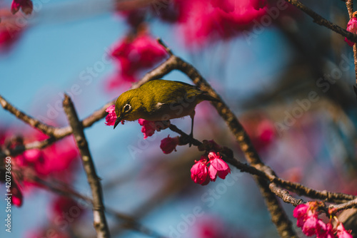 A Japanese white-eye bird in cherry blossoms  photo