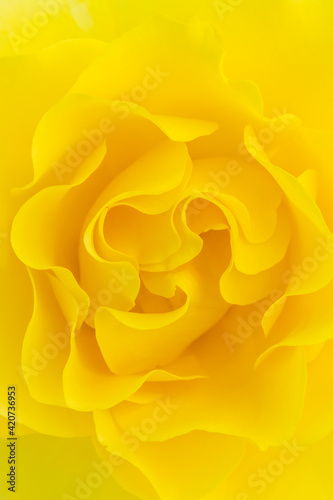 yellow rose