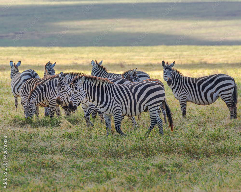Zebra herd (Equus zebra) at grassland conservation area of Ngorongoro crater. Wildlife safari concept. Tanzania. Africa Zebra herd (Equus zebra) at grassland conservation area of Ngorongoro crater. Wildlife safari concept. Tanzania. Africa
