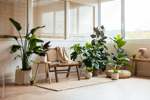 Chair and plants in cozy room