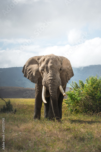 Isolated large adult male elephant (Elephantidae) at grassland conservation area of Ngorongoro crater. Wildlife safari concept. Tanzania. Africa © dhvstockphoto