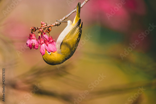 A Japanese white-eye bird in cherry blossoms  photo