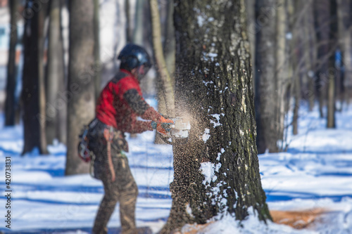 Professional lumberjack woodcutter with chainsaw in protective uniform gear cutting a big massive tree in the forest during the winter, logger firewood timber tree