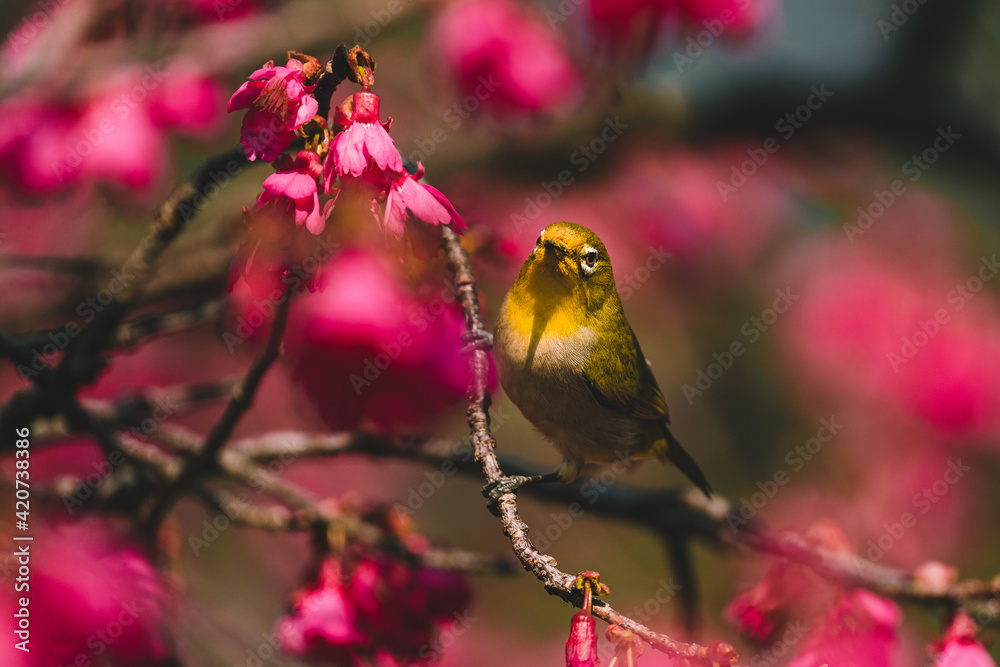 A Japanese white-eye bird in cherry blossoms A Japanese white-eye bird in cherry blossoms