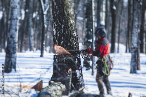 Professional lumberjack woodcutter with chainsaw in protective uniform gear cutting a big massive tree in the forest during the winter, logger firewood timber tree
