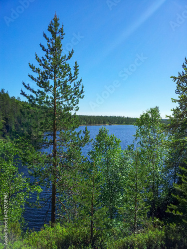 Vertical shot of a small lake in Oulanka National Park, Finland surrounded by lush summer vegetation photo