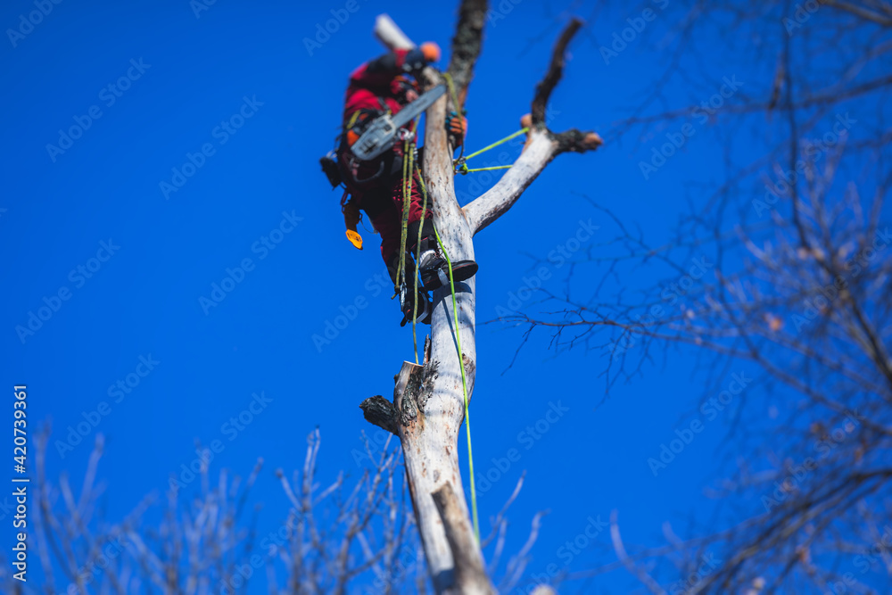 Fototapeta premium Arborist tree surgeon cutting tree branches with chainsaw, lumberjack woodcutter in uniform climbing and working on heights, process of tree pruning and sawing on top