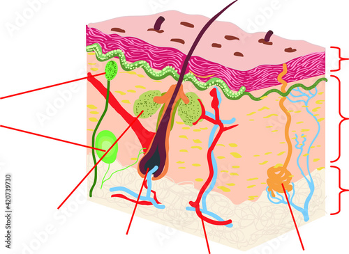 Vector Illustration of Skin Anatomy, Online Education, Epiderm, Dermis, Hypodermis