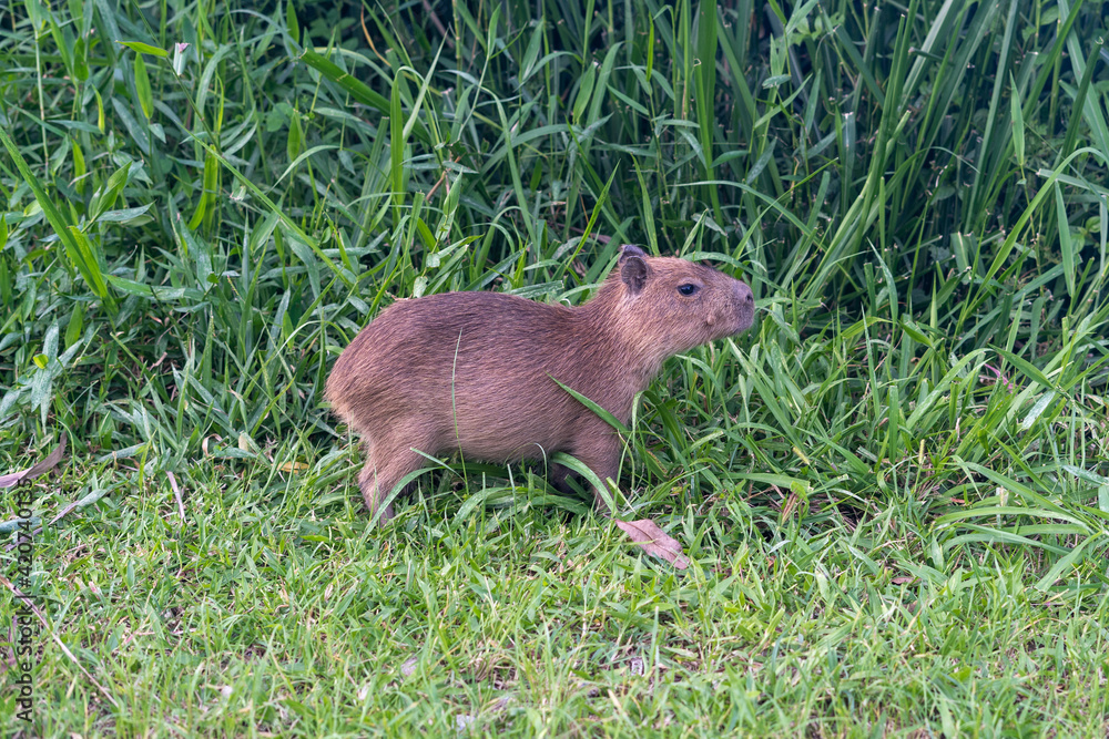 A young capybara on the grass A young capybara on the grass