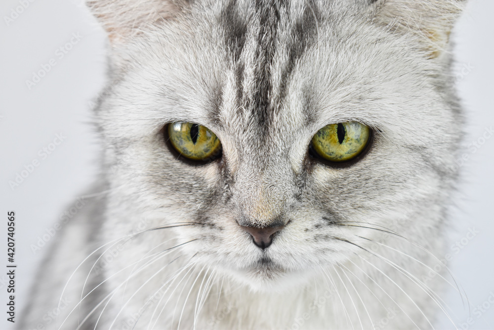 Close-up of the cat's eyes. A striped kitten on a white background. The pet is gray with yellow eyes. Close-up of the cat's eyes. A striped kitten on a white background. The pet is gray with yellow eyes.