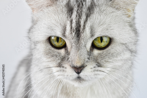 Close-up of the cat's eyes. A striped kitten on a white background. The pet is gray with yellow eyes. © Irina Lesovaia
