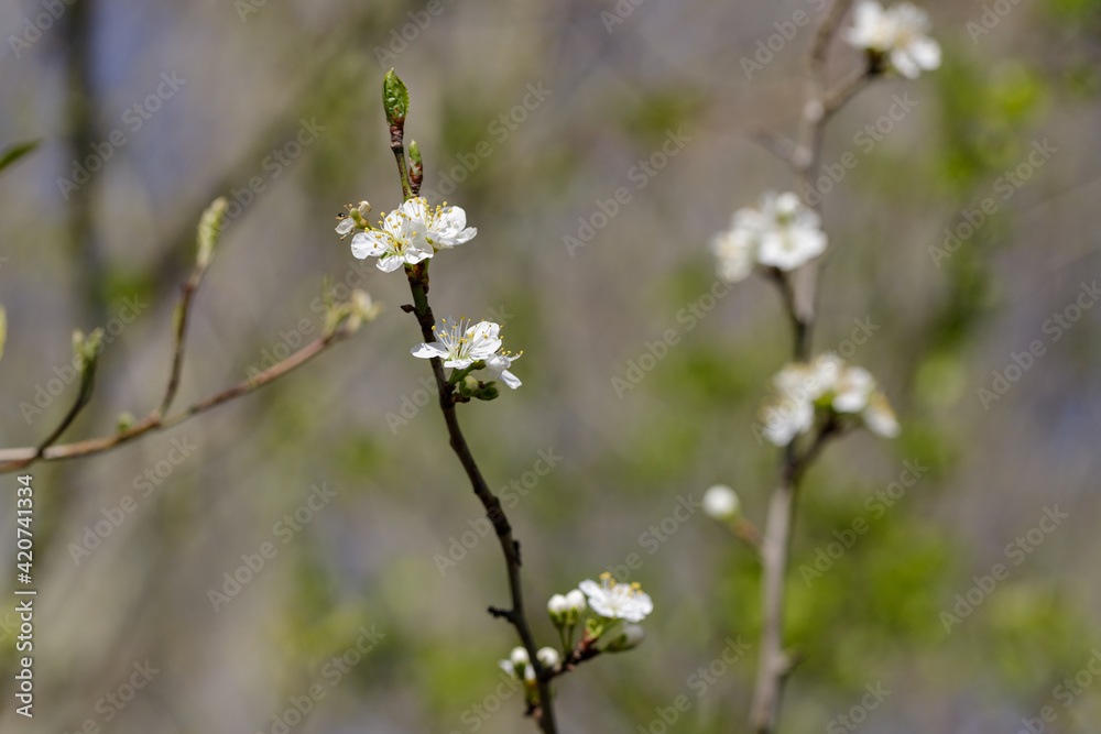 Spring flowering branch of the fruit tree on the sunny day Spring flowering branch of the fruit tree on the sunny day
