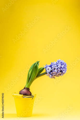 Fototapeta Naklejka Na Ścianę i Meble -  Purple hyacinth in a pot over yellow background