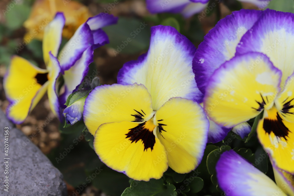 早春の花壇に咲く黄色、紫、こげ茶色の複色のパンジーの花