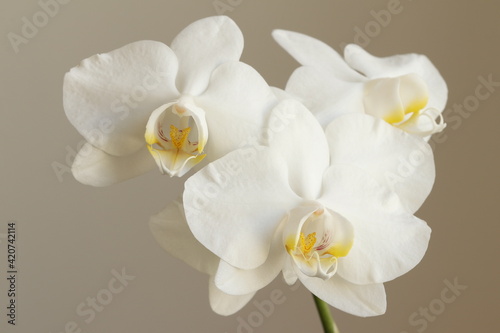 Beautiful white orchid on a dark background.