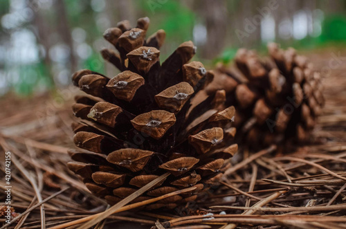 Pine cones in the forest.