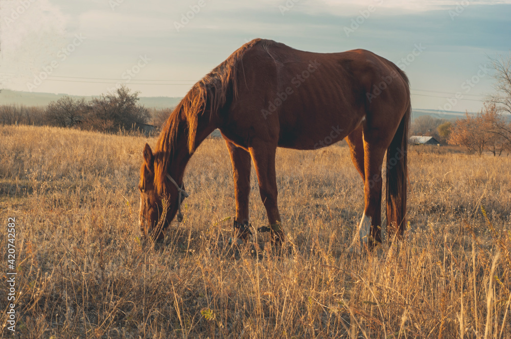 Horse grazing in the countryside Horse grazing in the countryside