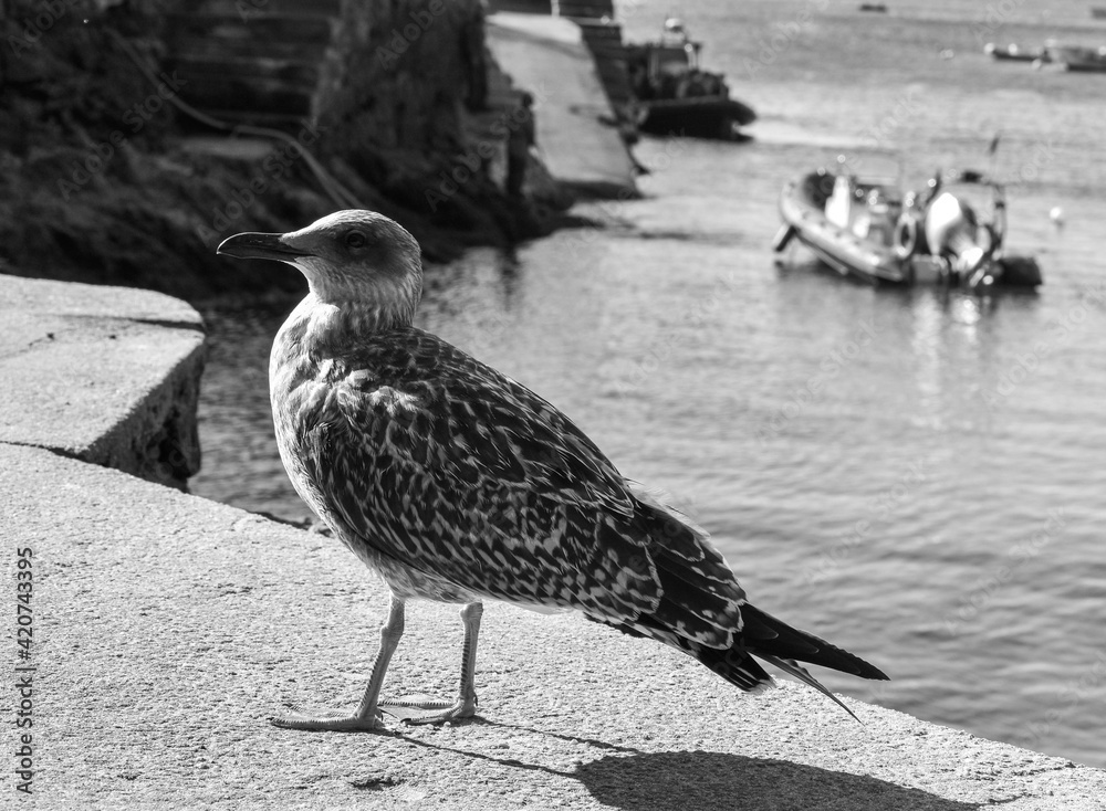 Obraz premium black headed gull