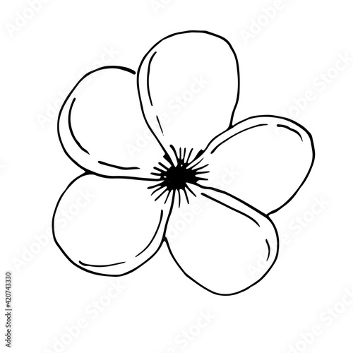 Frangipani plumeria flower, vector illustration, hand drawing, sketch