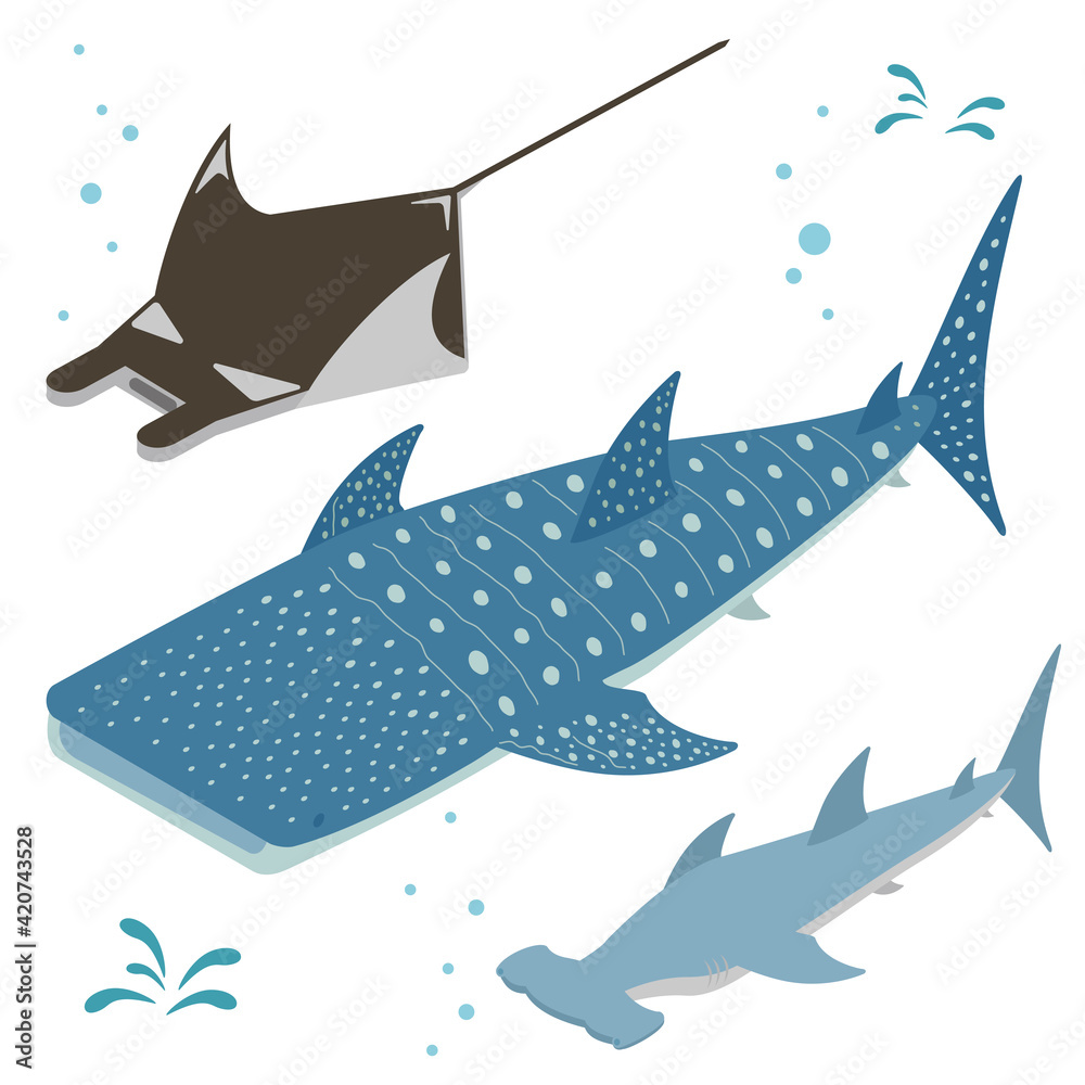 イトマキエイ ジンベイザメ ハンマーヘッドシャークのアイソメイラスト Stock Vector Adobe Stock