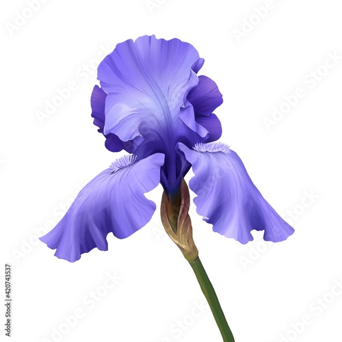 Iris flower. Hand drawn realistic digital illustration isolated on white background.