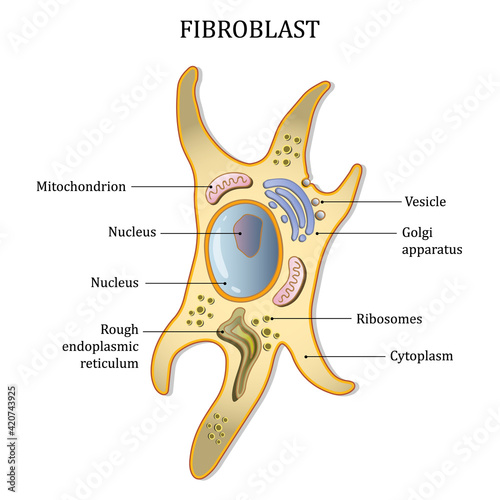 Fibroblast cell structure. Connective tissue cell. Vector illustration