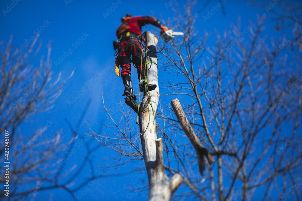 Arborist tree surgeon cutting tree branches with chainsaw lumberjack