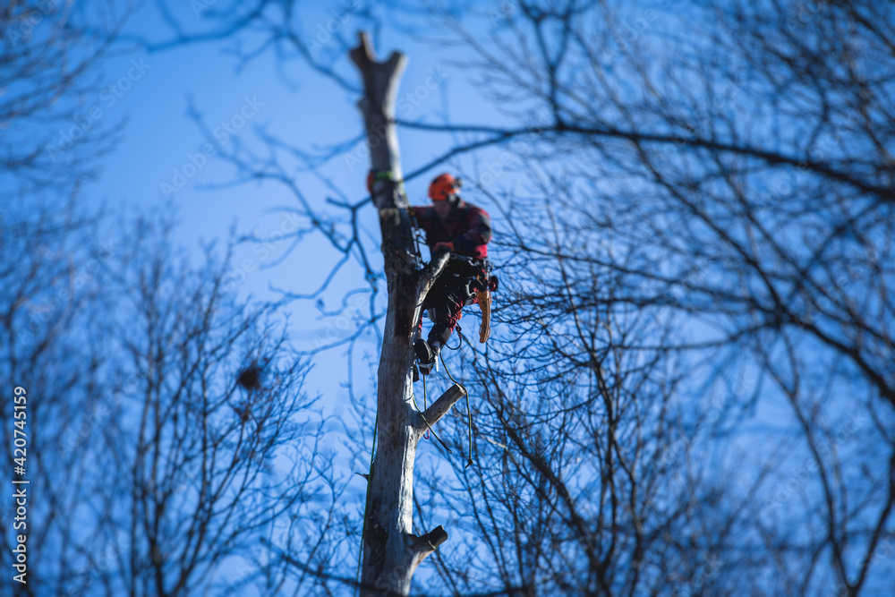 Arborist tree surgeon cutting tree branches with chainsaw lumberjack