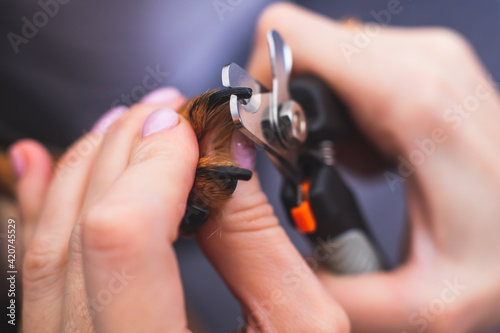 Process of cutting dog claw nails of a small breed dog with a nail clipper tool, close up view of dog's paw, trimming pet dog nails manicure