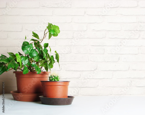 Home plants on a brick wall background © elisafina