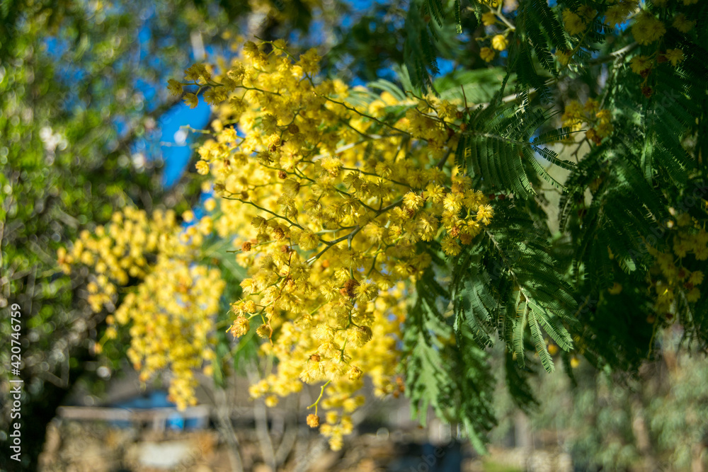 This plant is the mimosa. It has yellow flowers. This plant is the mimosa. It has yellow flowers.