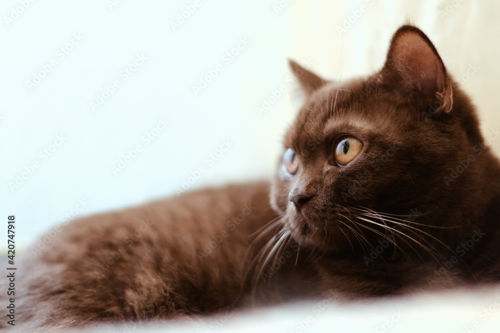 Pure breed british shorthair cinnamon - chocolate brown color cat portrait
