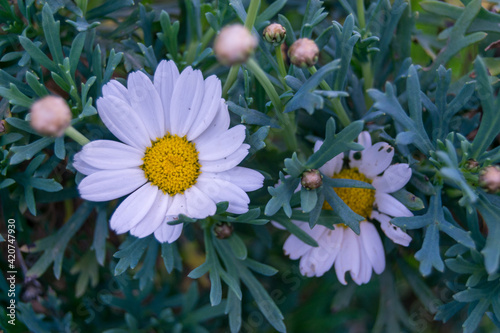 White and yellow daisy close up. photo