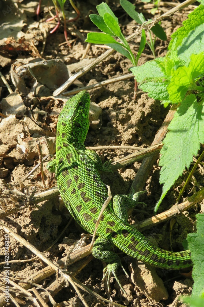 Green european lizard in the garden, closeup Green european lizard in the garden, closeup