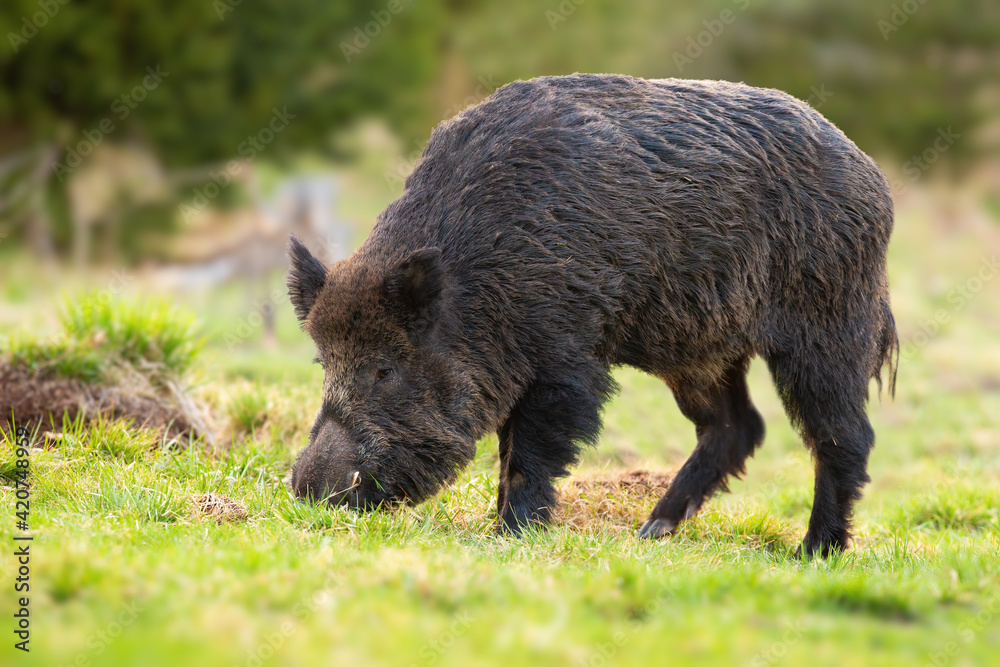 Wild boar feeding on pasture in springtime nature. Wild boar feeding on pasture in springtime nature.