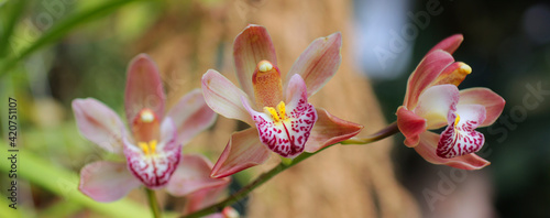 Εκτύπωση καμβά close up orchid