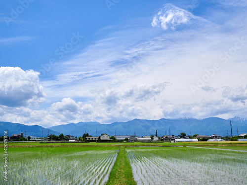 5月、田植え後の水田・青空と雲の風景 長野県松本市 photo