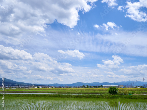 5月、田植え後の水田・青空と雲の風景 長野県松本市