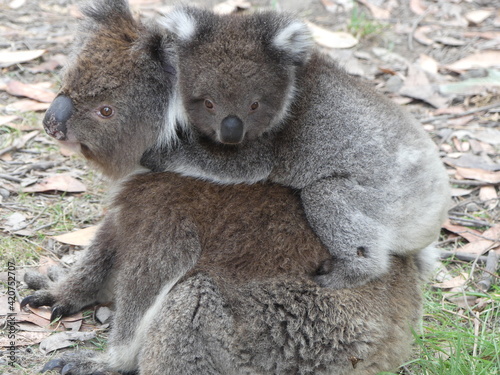 Koalamutter  mit Koalababy