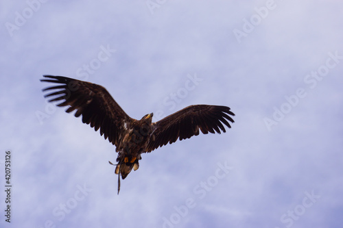 Vulture in flight.