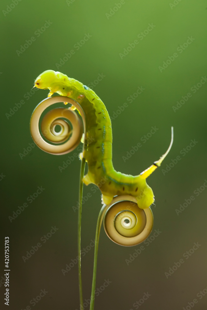 Green Caterpillar on Leaves edge of Kalaweit Green Caterpillar on Leaves edge of Kalaweit