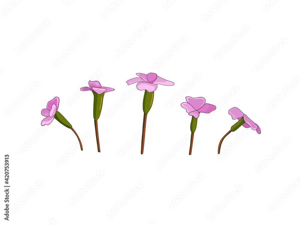 Beautiful spring purple flower on white background. Vector illustration. Holiday card design.