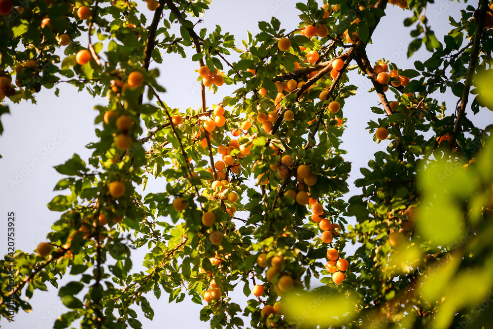 Fototapeta premium Ripe plums on the tree