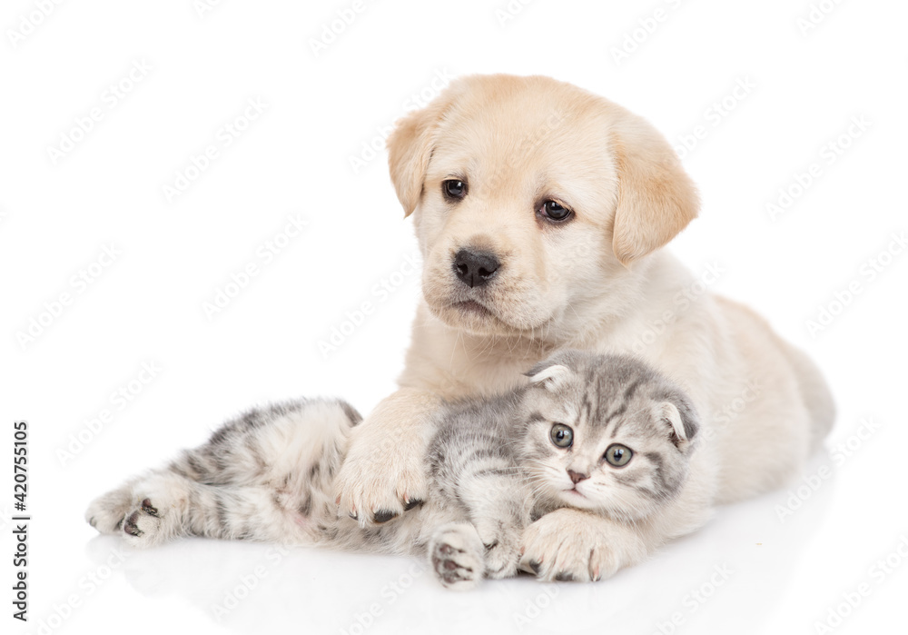 Golden retriever puppy hugs a tiny tabby kitten. isolated on white background Golden retriever puppy hugs a tiny tabby kitten. isolated on white background