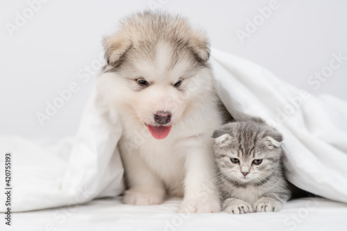 Alaskan malamute puppy and gray kitten sit together under warm blanket on a bed at home